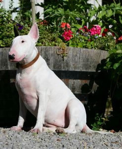 Bull Terrier 21