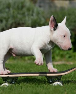 Bull Terrier 22