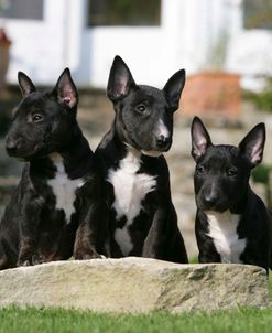 Bull Terrier 23