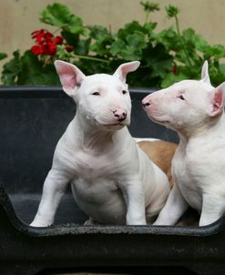 Bull Terrier 24