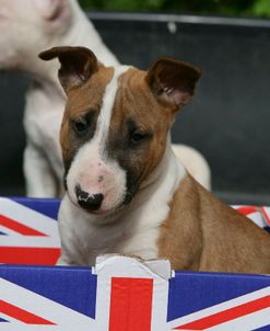 Bull Terrier 25