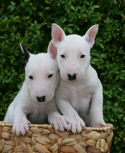 Bull Terrier 16