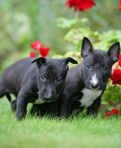 Bull Terrier 17