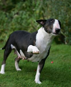 Bull Terrier 18