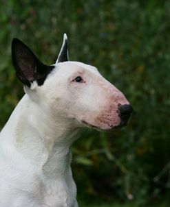 Bull Terrier 19