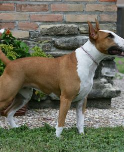 Bull Terrier 26