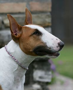 Bull Terrier 27