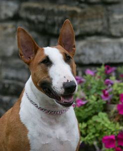 Bull Terrier 28