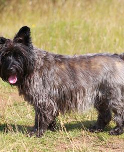 Cairn Terrier 01