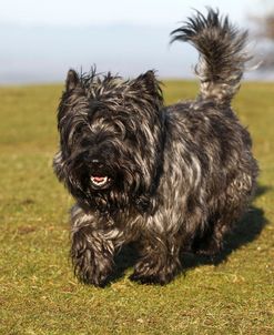 Cairn Terrier 02