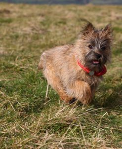 Cairn Terrier 03