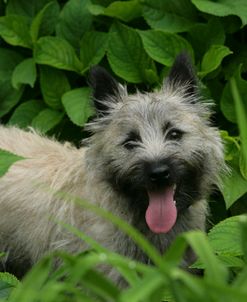 Cairn Terrier 08