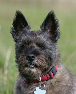 Cairn Terrier 09