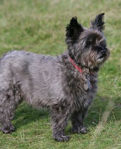 Cairn Terrier 10