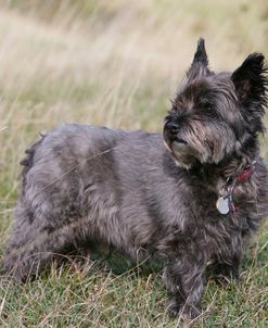 Cairn Terrier 12