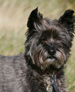 Cairn Terrier 13