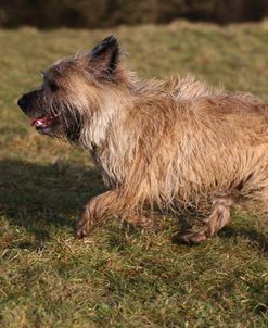 Cairn Terrier 04