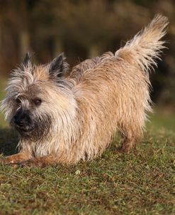 Cairn Terrier 05