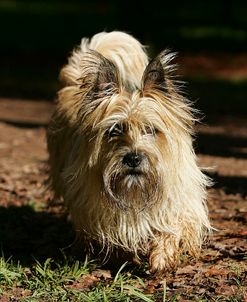 Cairn Terrier 06