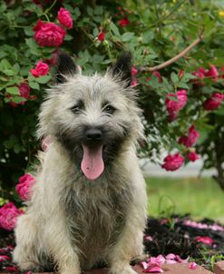 Cairn Terrier 07