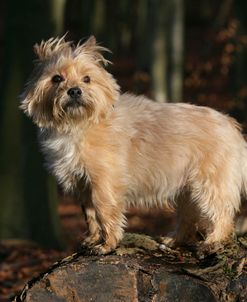 Cairn Terrier 18