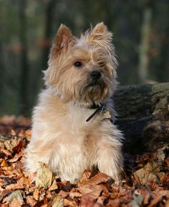 Cairn Terrier 19