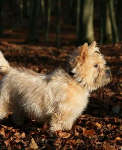 Cairn Terrier 20