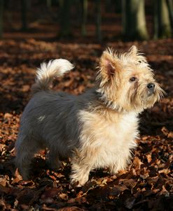 Cairn Terrier 21