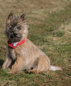 Cairn Terrier 22