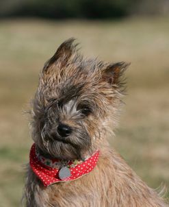 Cairn Terrier 23