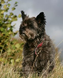 Cairn Terrier 14