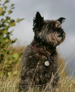 Cairn Terrier 15