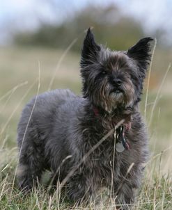 Cairn Terrier 16