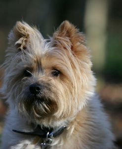 Cairn Terrier 17