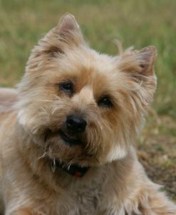 Cairn Terrier 28