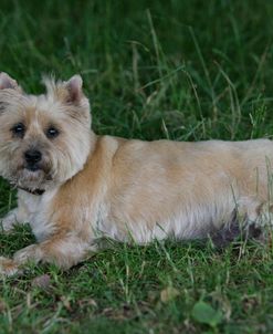 Cairn Terrier 29