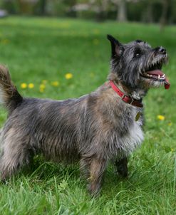 Cairn Terrier 30