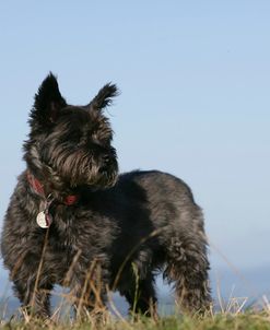 Cairn Terrier 31