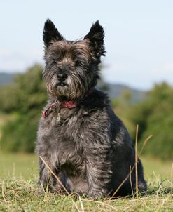 Cairn Terrier 32