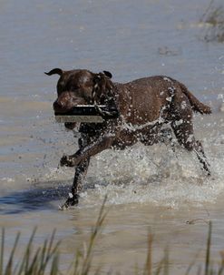 Chesapeake Bay Retriever 01