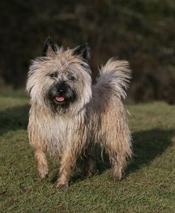 Cairn Terrier 24