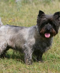 Cairn Terrier 25