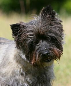 Cairn Terrier 26