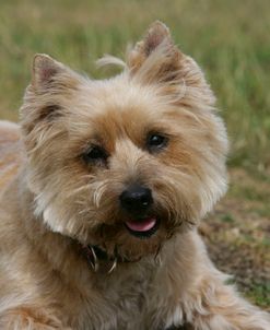 Cairn Terrier 27