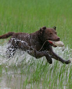 Chesapeake Bay Retriever 06