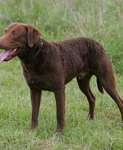 Chesapeake Bay Retriever 07