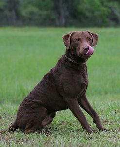 Chesapeake Bay Retriever 08