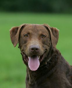 Chesapeake Bay Retriever 09