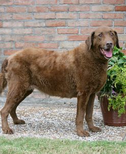 Chesapeake Bay Retriever 10