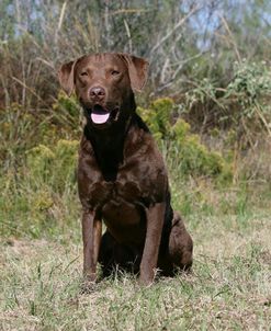 Chesapeake Bay Retriever 11